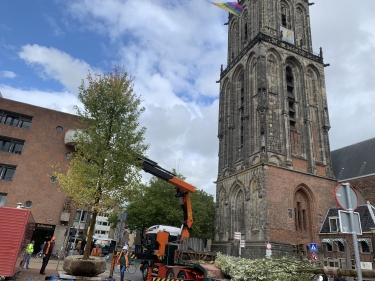 Bomen Grote Markt