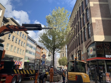 Bomen Grote Markt