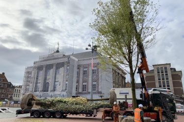 Bomen op de Grote Markt