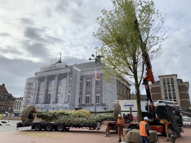 Bomen op de Grote Markt